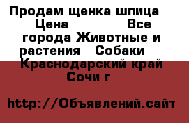 Продам щенка шпица.  › Цена ­ 15 000 - Все города Животные и растения » Собаки   . Краснодарский край,Сочи г.